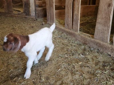 bottle fed boer bucking