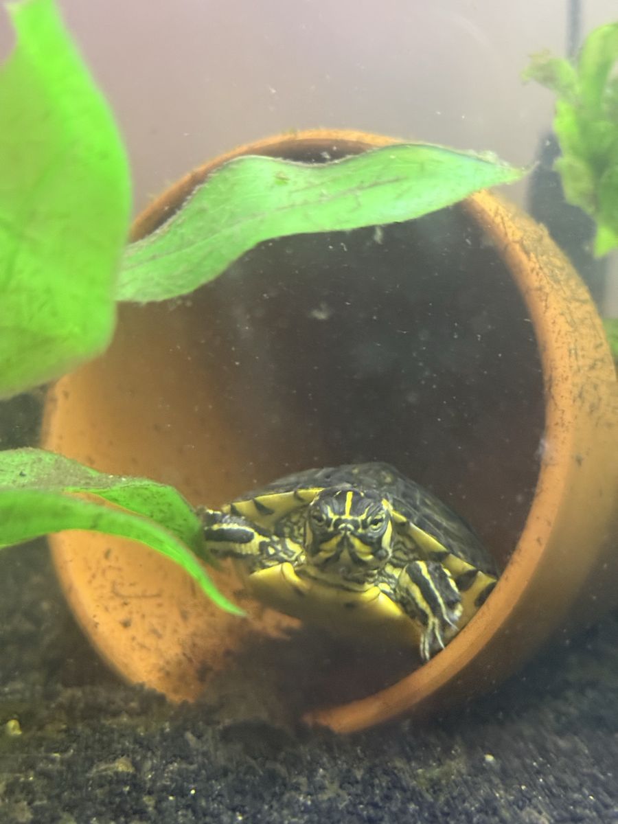Yellow bellied slider
