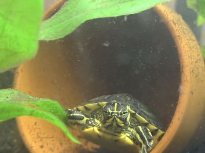 Yellow bellied slider