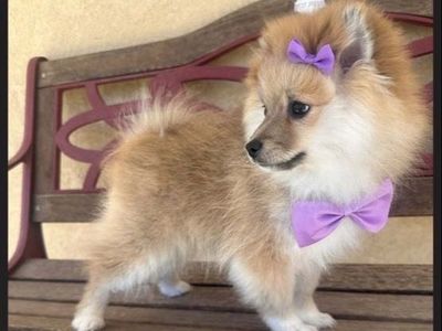 Pomeranian Girl Pup