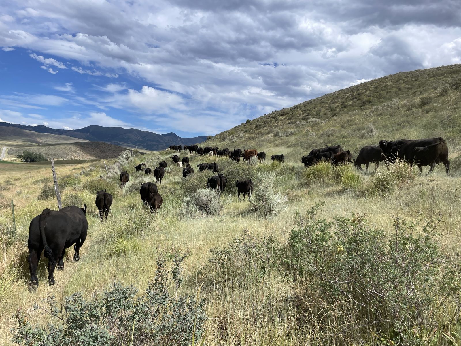 In search of fall pasture
