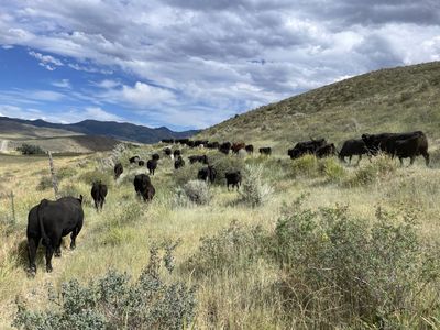 In search of fall pasture