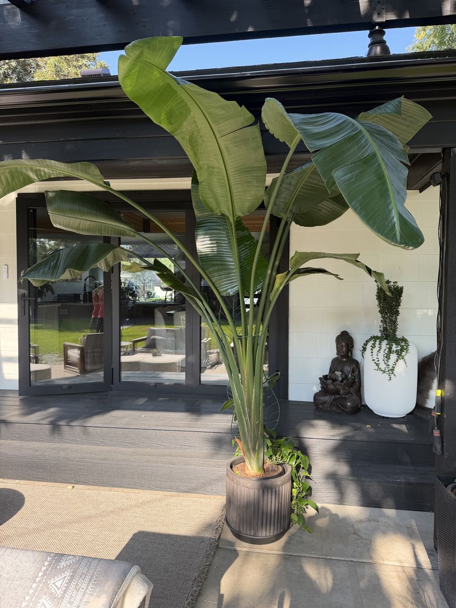 8 foot Bird of Paradise Tree