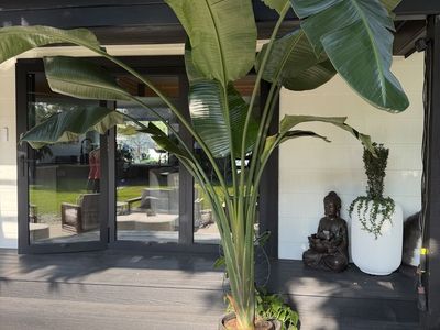 8 foot Bird of Paradise Tree
