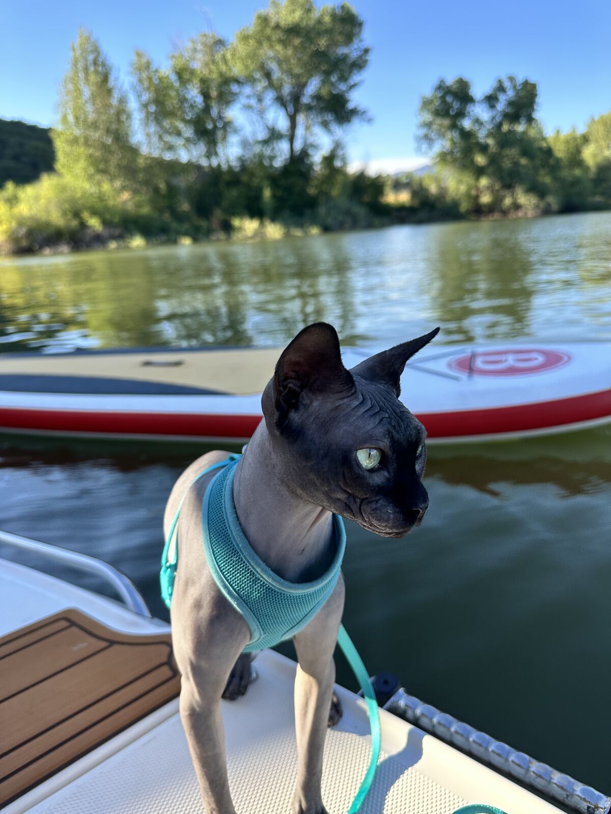 Hankenstein — 4 yr Russian Blue Sphynx HCMU Clean | Proven Stud | Emotionally Available