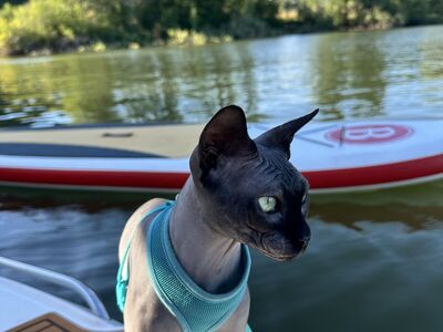 Hankenstein — 4 yr Russian Blue Sphynx HCMU Clean | Proven Stud | Emotionally Available