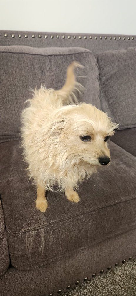 Adorable Fluffy Small Dogs Looking for a Loving Home - Chihuahua Mixes