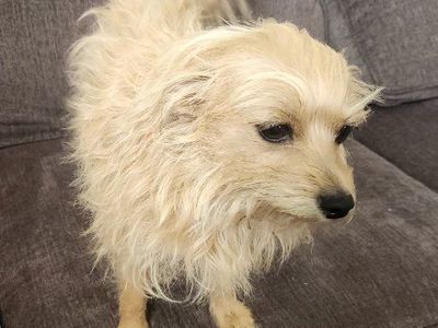 Adorable Fluffy Small Dogs Looking for a Loving Home - Chihuahua Mixes