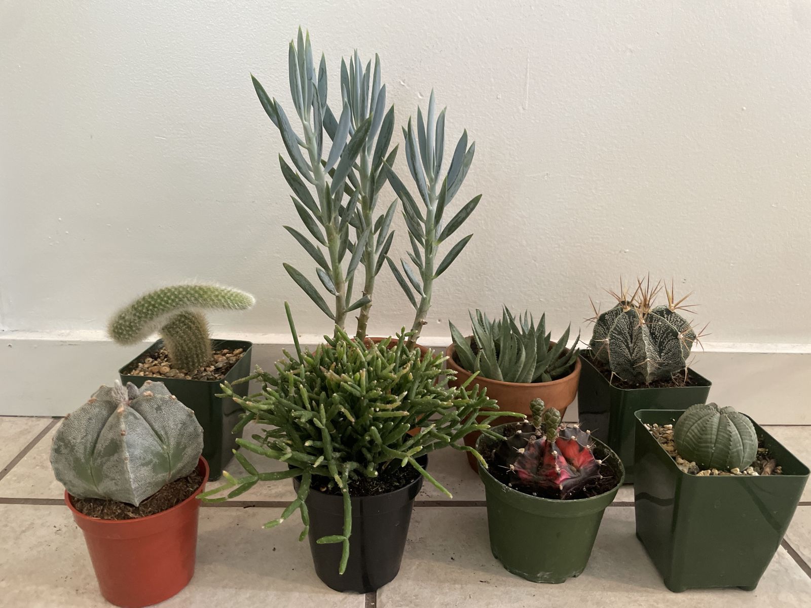 Cacti & Succulents