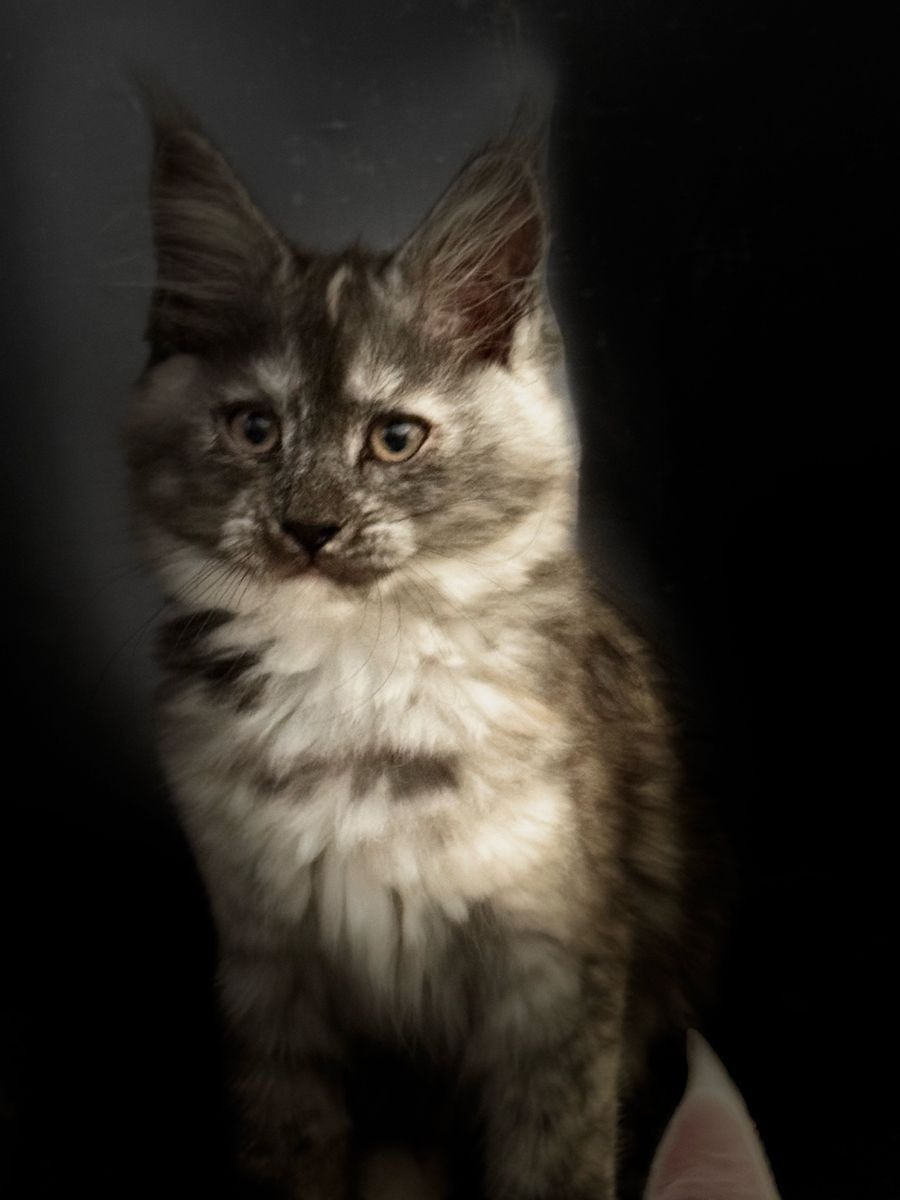 Maine Coon Female Kitten