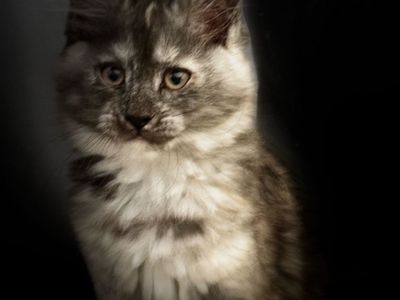 Maine Coon Female Kitten
