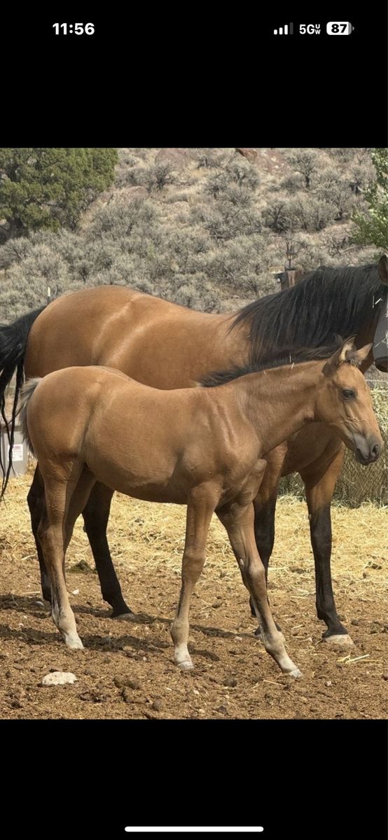 Horse Andalusian