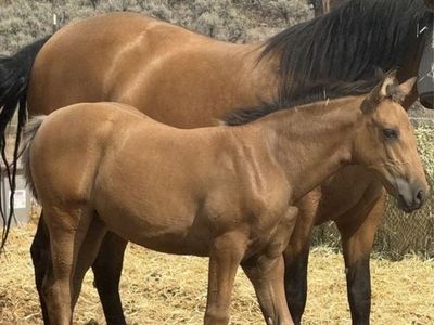 Horse Andalusian