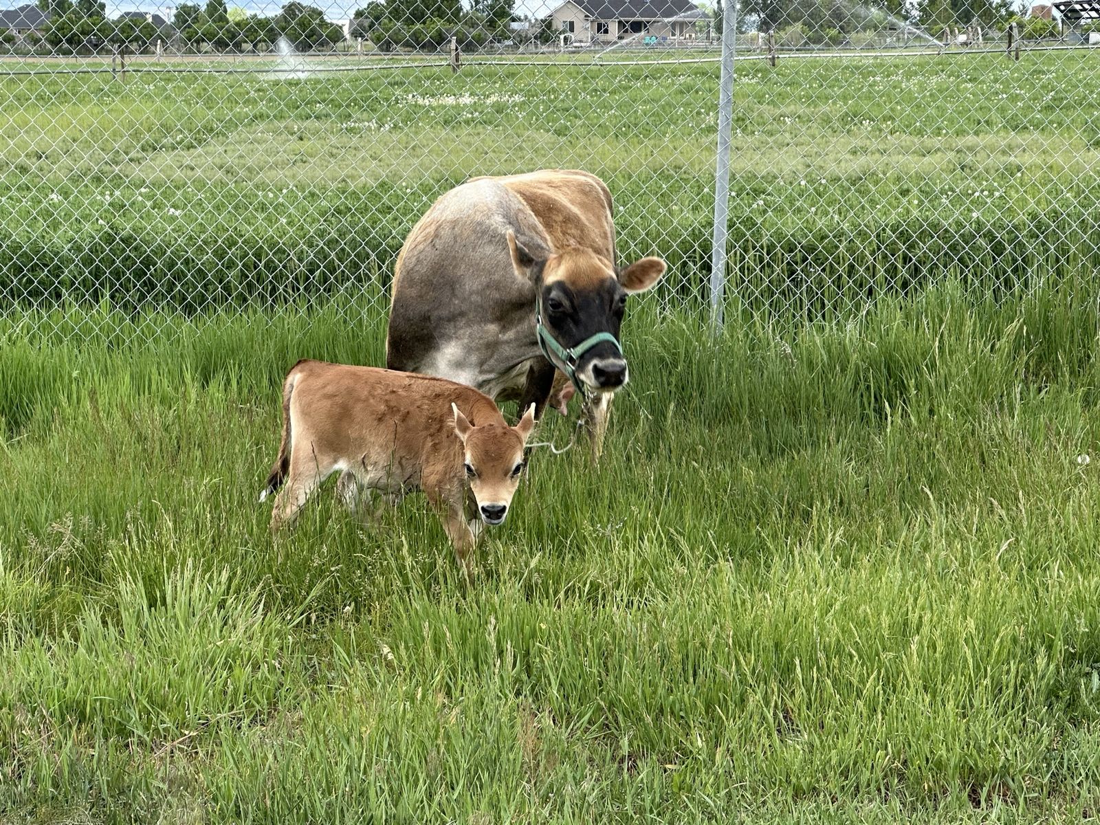 Miniature midsize Jersey cow A2/A2