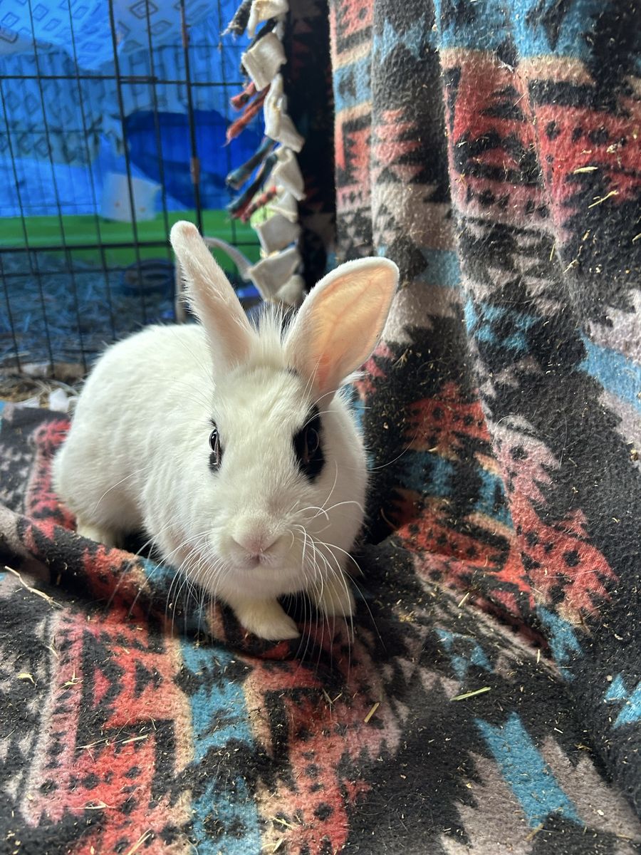 Bunnies for sale