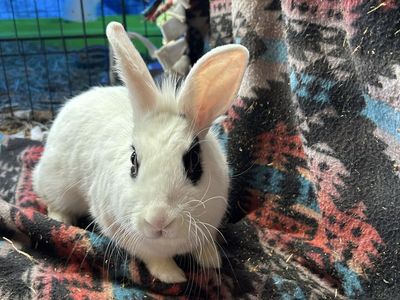 Bunnies for sale