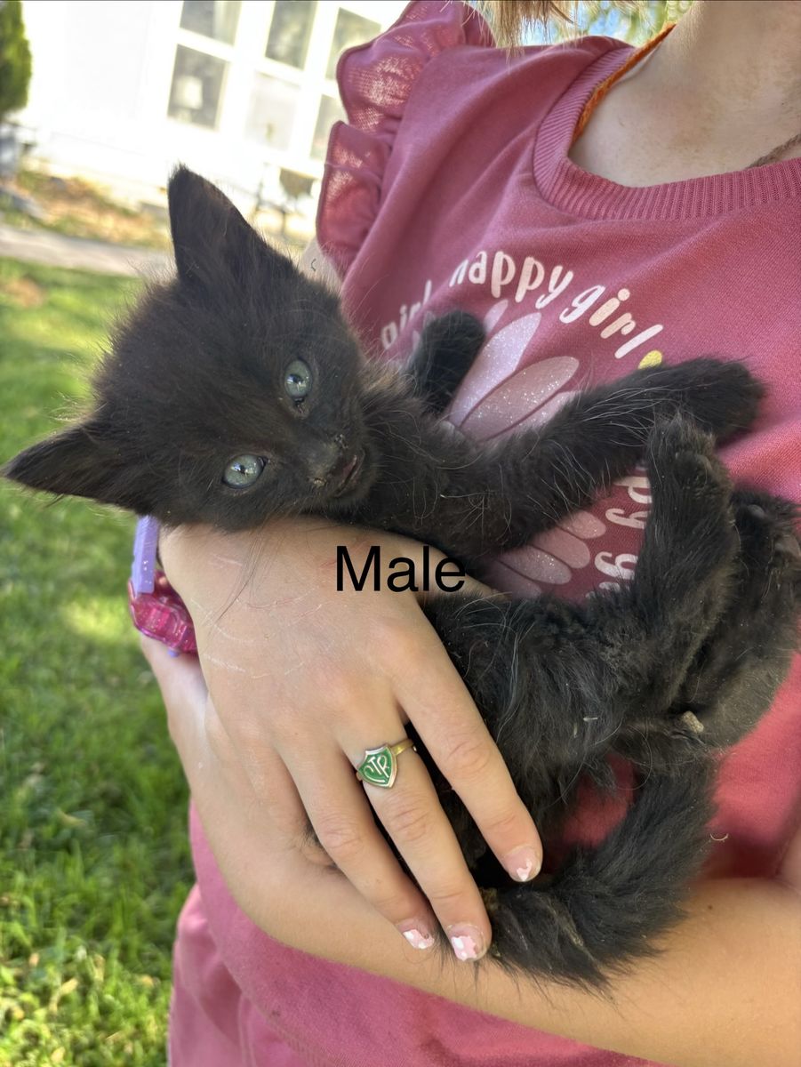 Baby Cats