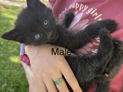 Baby Cats
