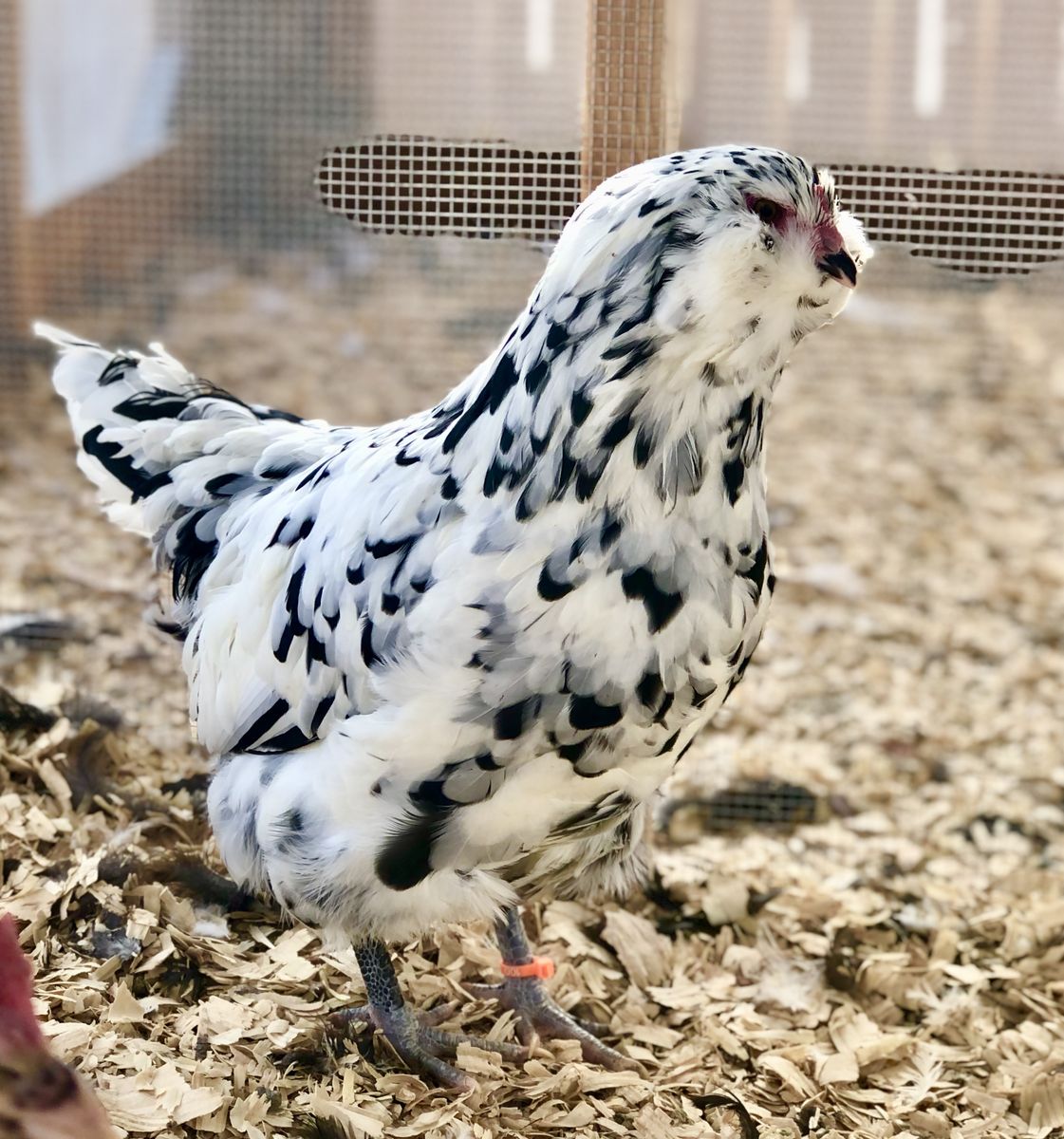 Ermine Ameraucana
