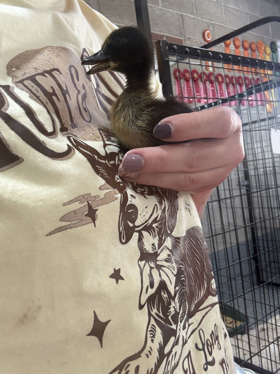 Ducklings