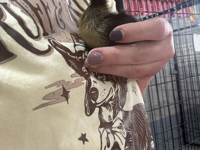 Ducklings