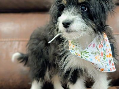 Well Started Toy Aussiedoodle Girl, 5 Months Old