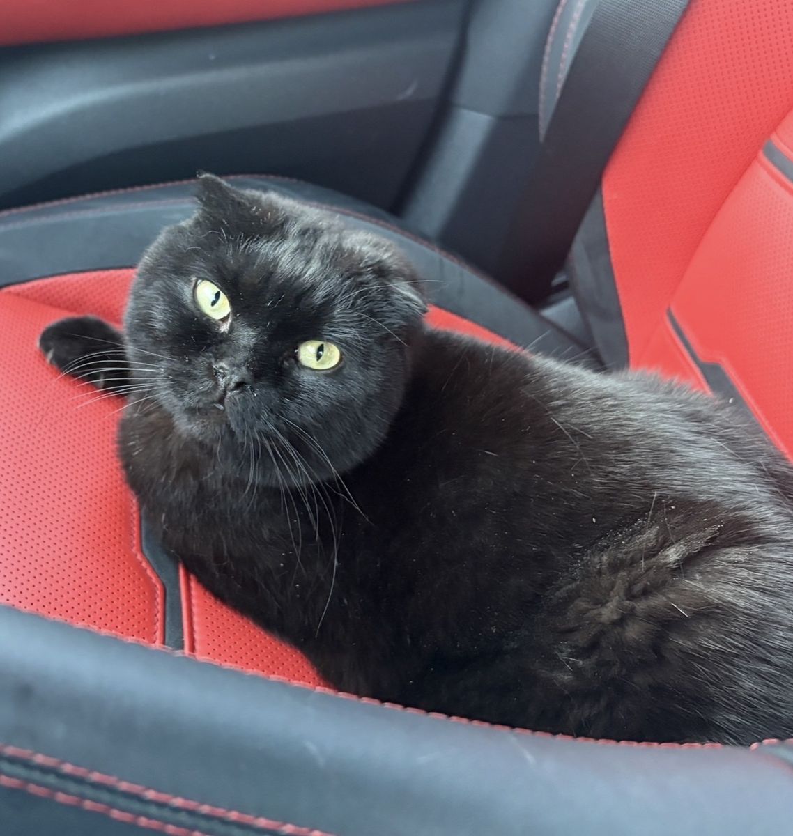 Lot cat