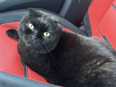 Lot cat
