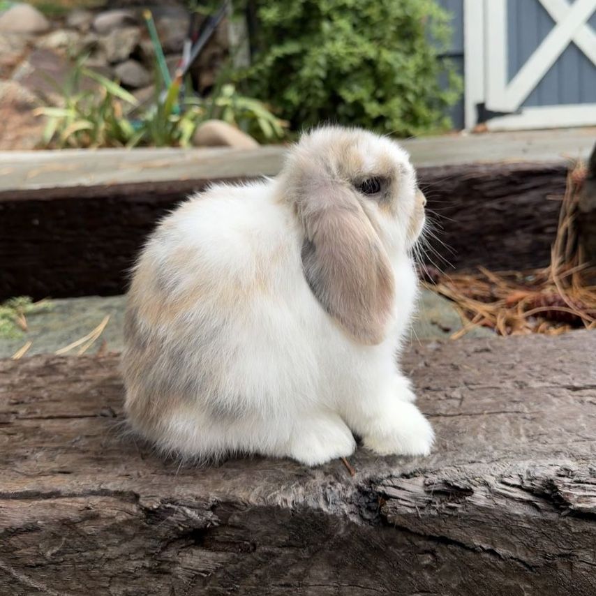 Holland Lop Buck