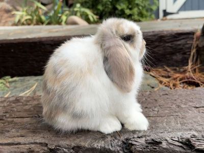 Holland Lop Buck