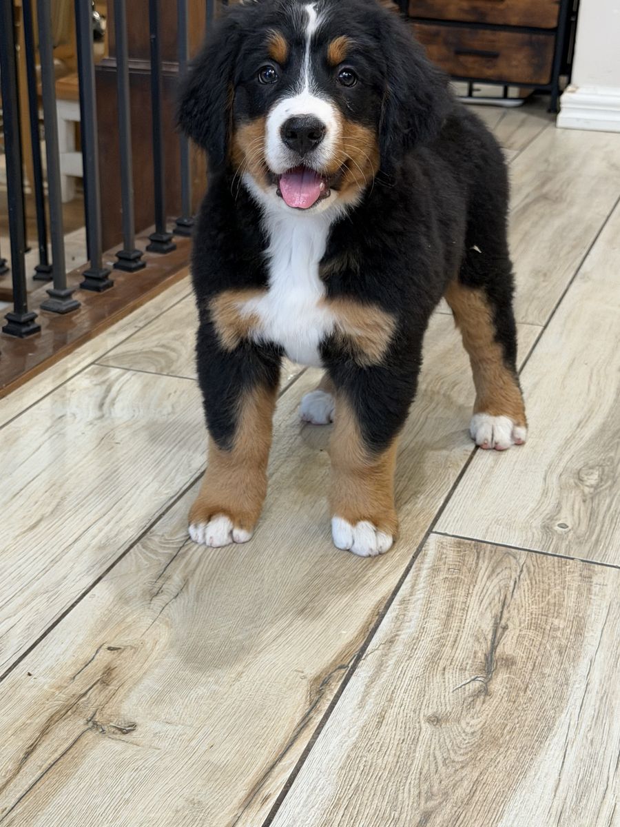 Sweet little angel looking for a loving home. Bernese Mountain dog puppy