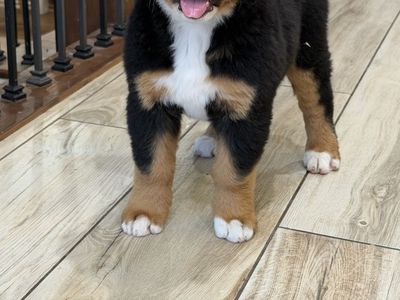 Sweet little angel looking for a loving home. Bernese Mountain dog puppy