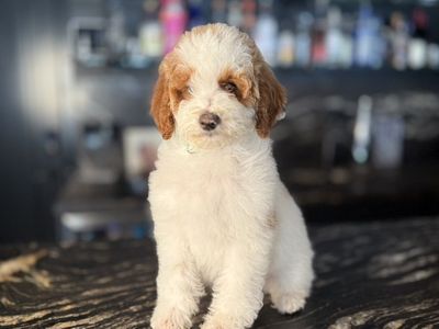 Perfect Mini Goldendoodle Puppies All Included