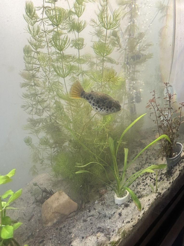 Puffer (Tetraodon schoutedeni) For Sale