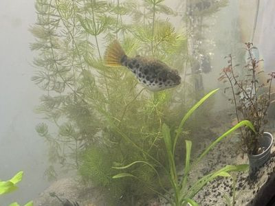 Puffer (Tetraodon schoutedeni) For Sale