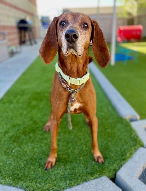 A100427 Eden is Available for Adoption!