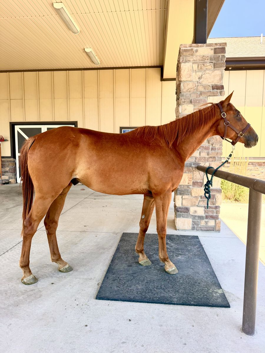 Registered Warmblood Gelding