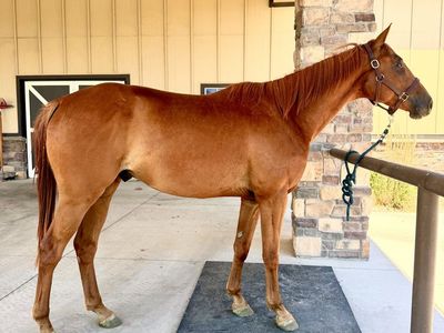 Registered Warmblood Gelding