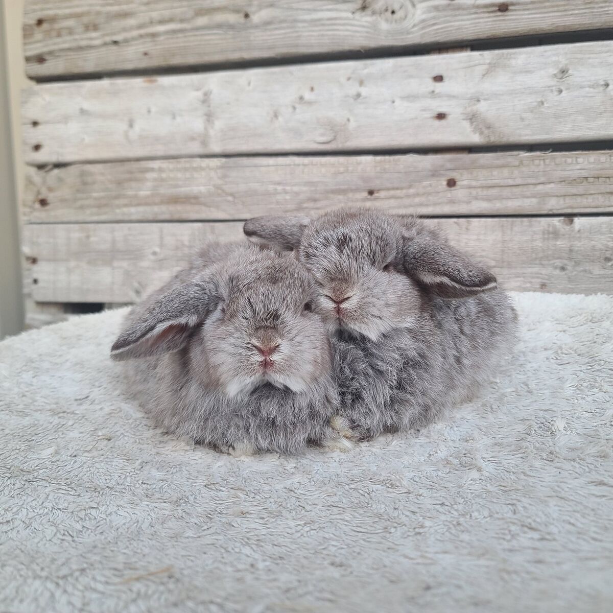 Chocolate Chinchilla Holland Lop Brothers