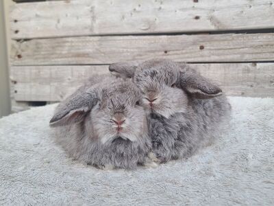 Chocolate Chinchilla Holland Lop Brothers