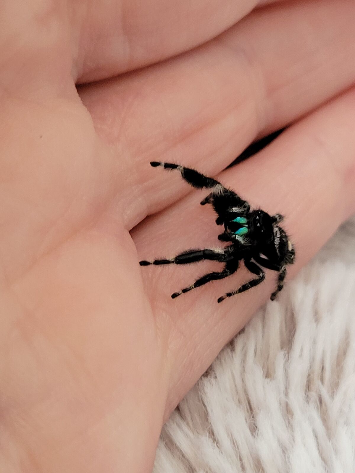 Male Bold Jumper (Phidippus Audax)