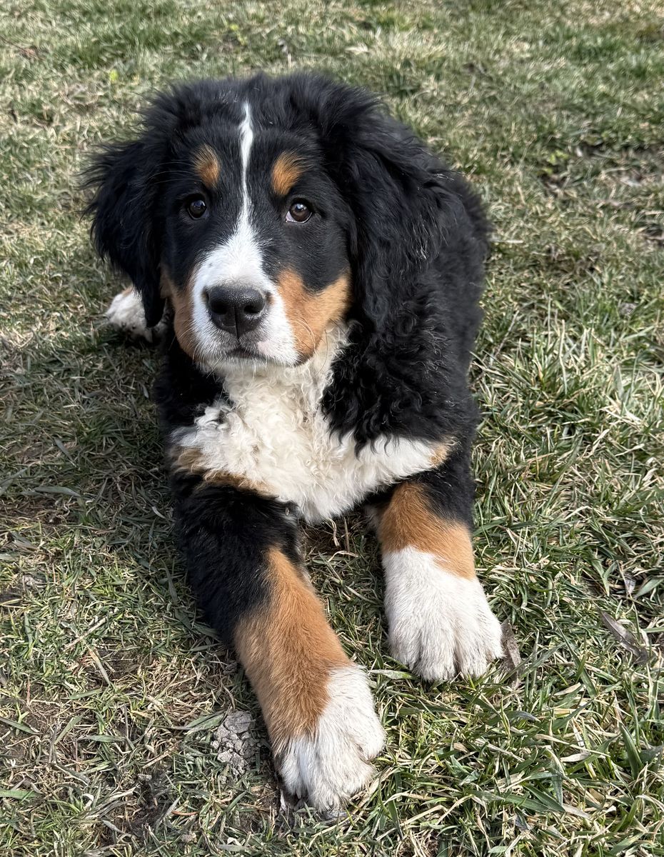 AKC BERNESE MOUNTAIN DOG PUPPY