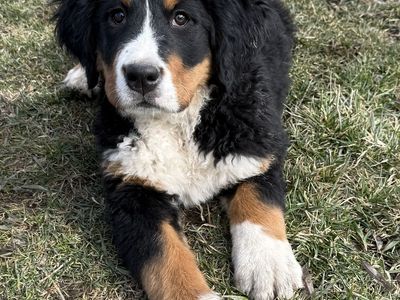 AKC BERNESE MOUNTAIN DOG PUPPY