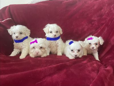 Maltese And Cocker Spaniel Puppies
