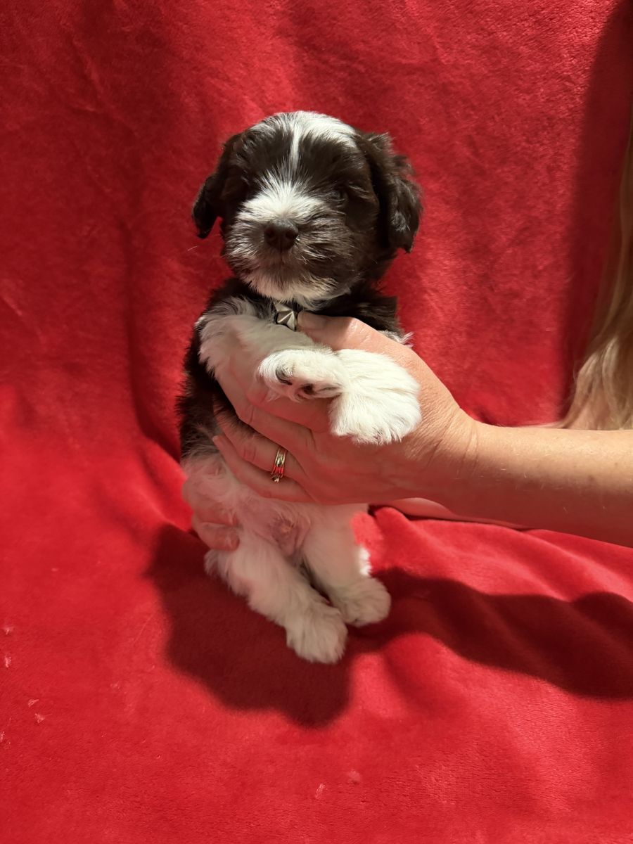 Schnauzer puppies