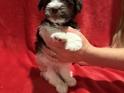 Schnauzer puppies