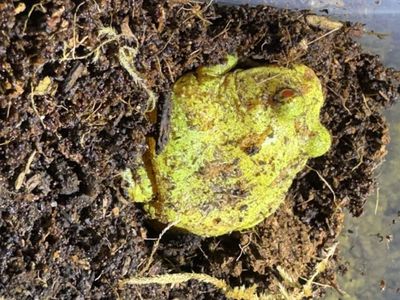 Albino Pac-Man frog