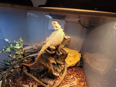 Bearded dragon