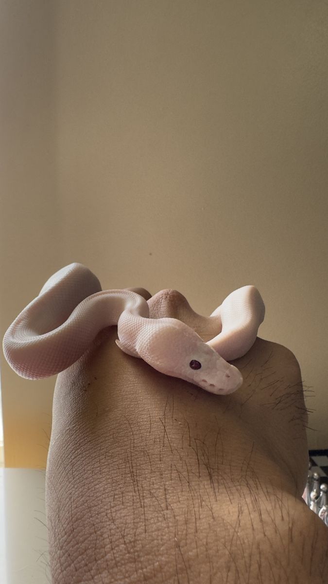 Ball python (price obo)