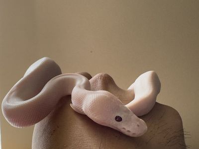 Ball python (price obo)